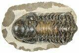 Detailed Crotalocephalina Trilobite - Atchana, Morocco #271920-1